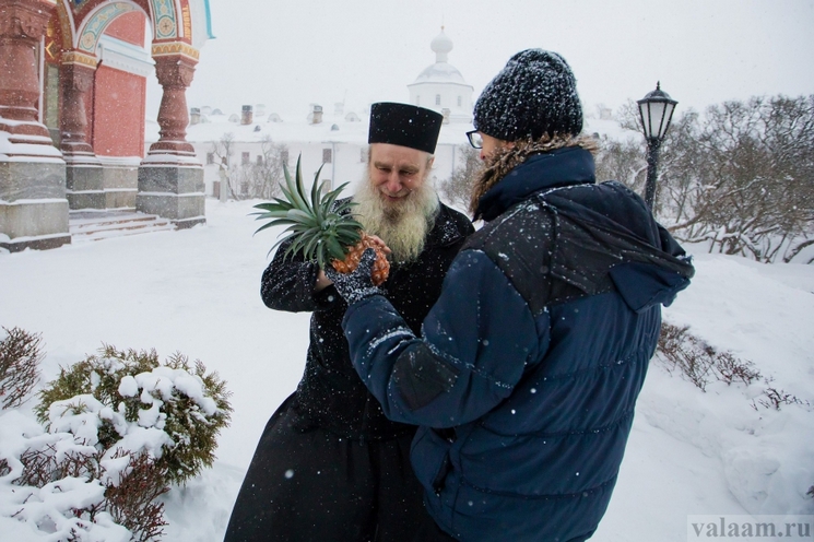 На Валааме в самый разгар зимы созрел небывалый урожай ананасов